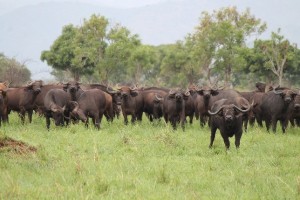 buffels
